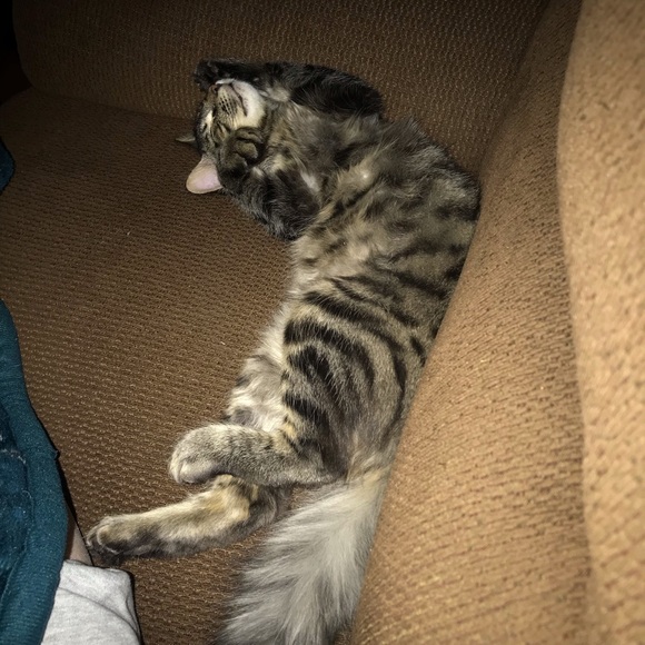 Meet your Posher, Veronica - Picture 1 of 1